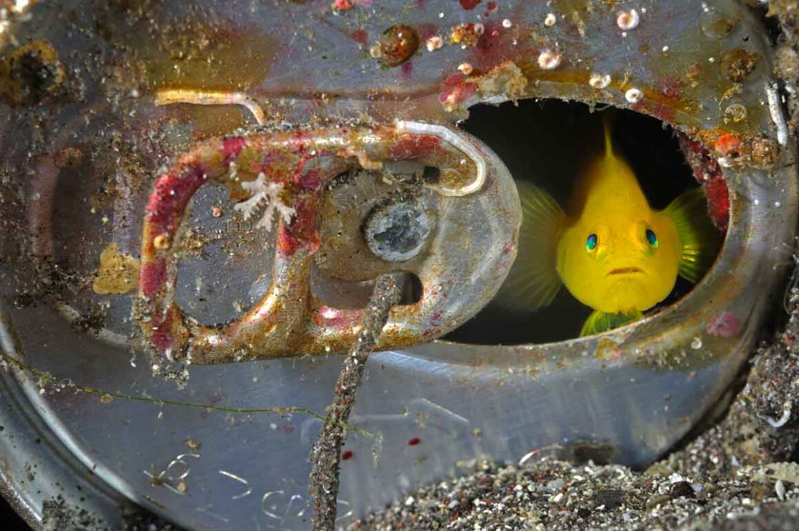 Pesce scruta il mondo dalla sua casa lattina. Foto di Brian J. Skerry per National Geographic